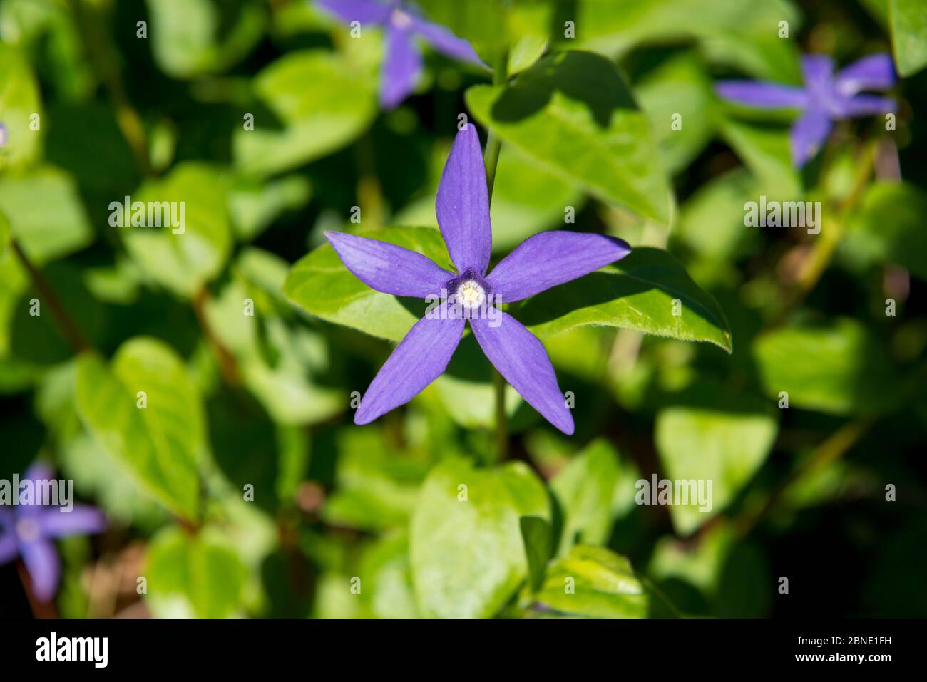 Greater periwinkle (Vinca major var. oxyloba) in garden, Hereford City, England,  UK, April. Cultivated plant. Stock Photo