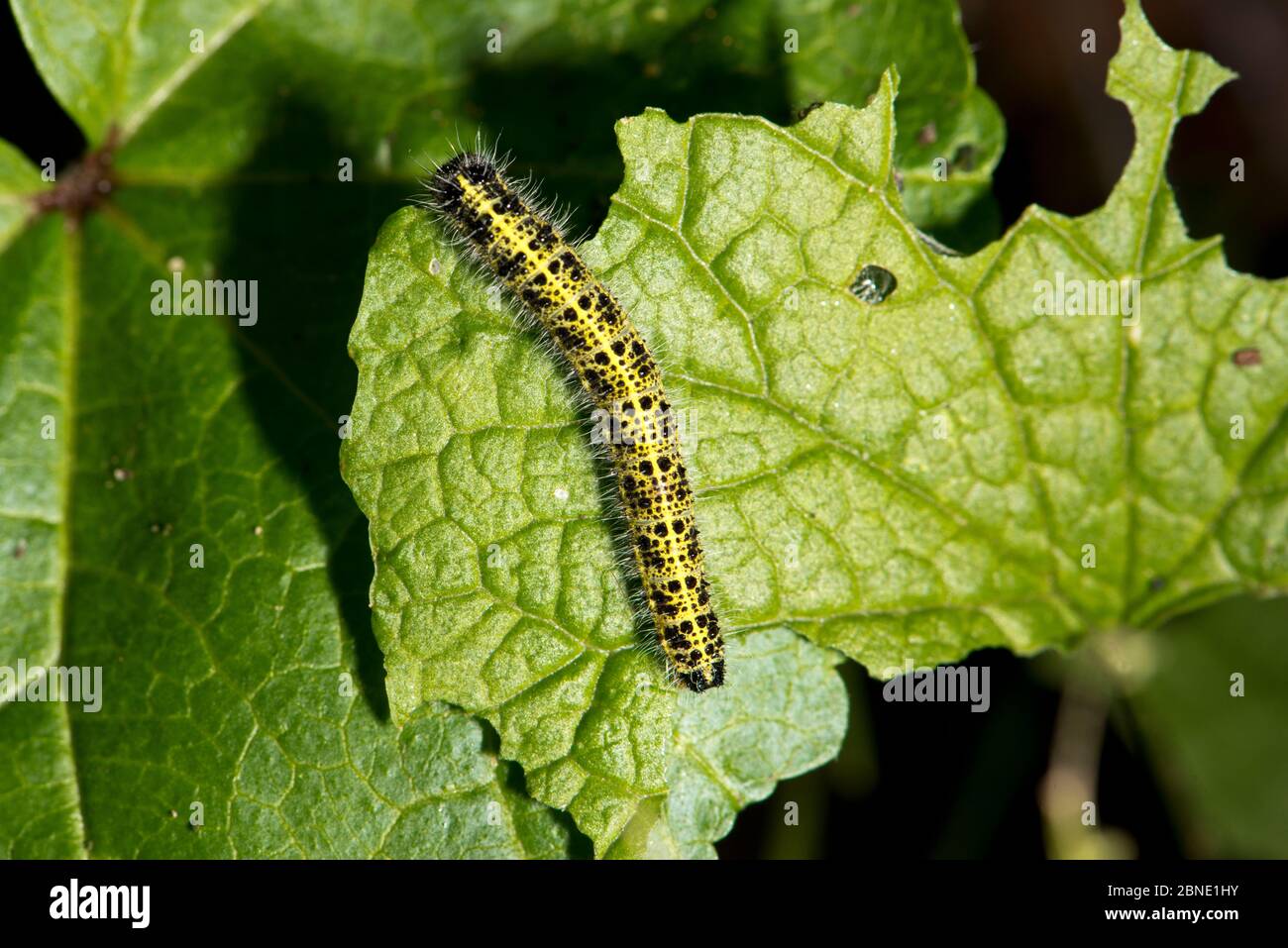 Large white butterfly (Pieris brassicae) caterpillar on Garlic mustard