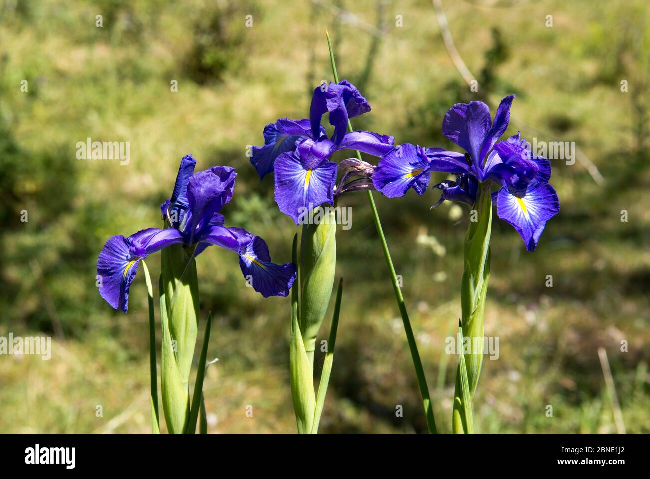 English Iris (Iris latiflolia), mountain meadow, Serra dos Ancares, Province of Leon, Spain, June. Stock Photo