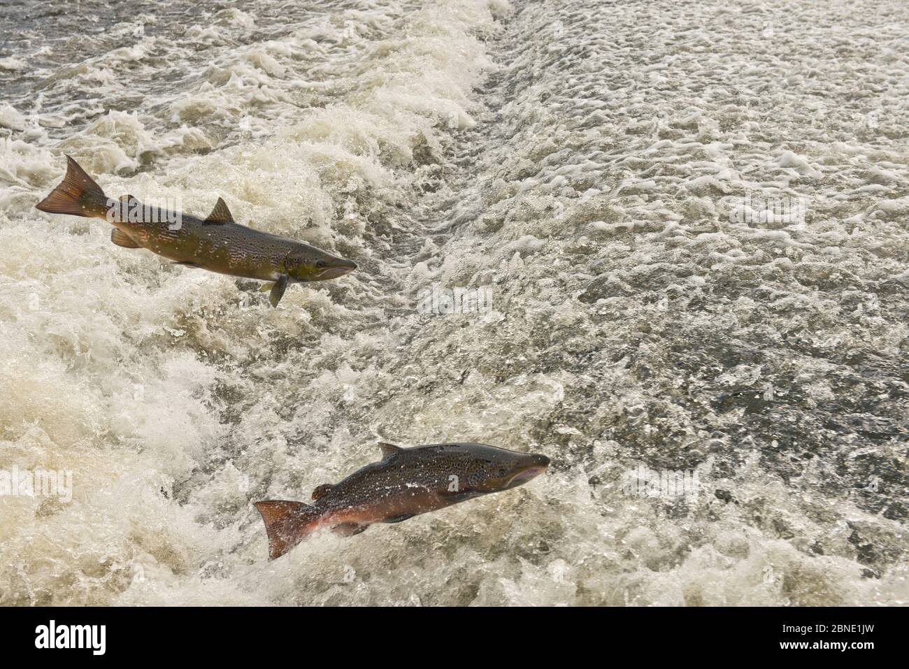 Atlantic salmon (Salmo salar) two leaping a weir, Shrewsbury, River Severn, Shropshire, England, UK. November. Stock Photo