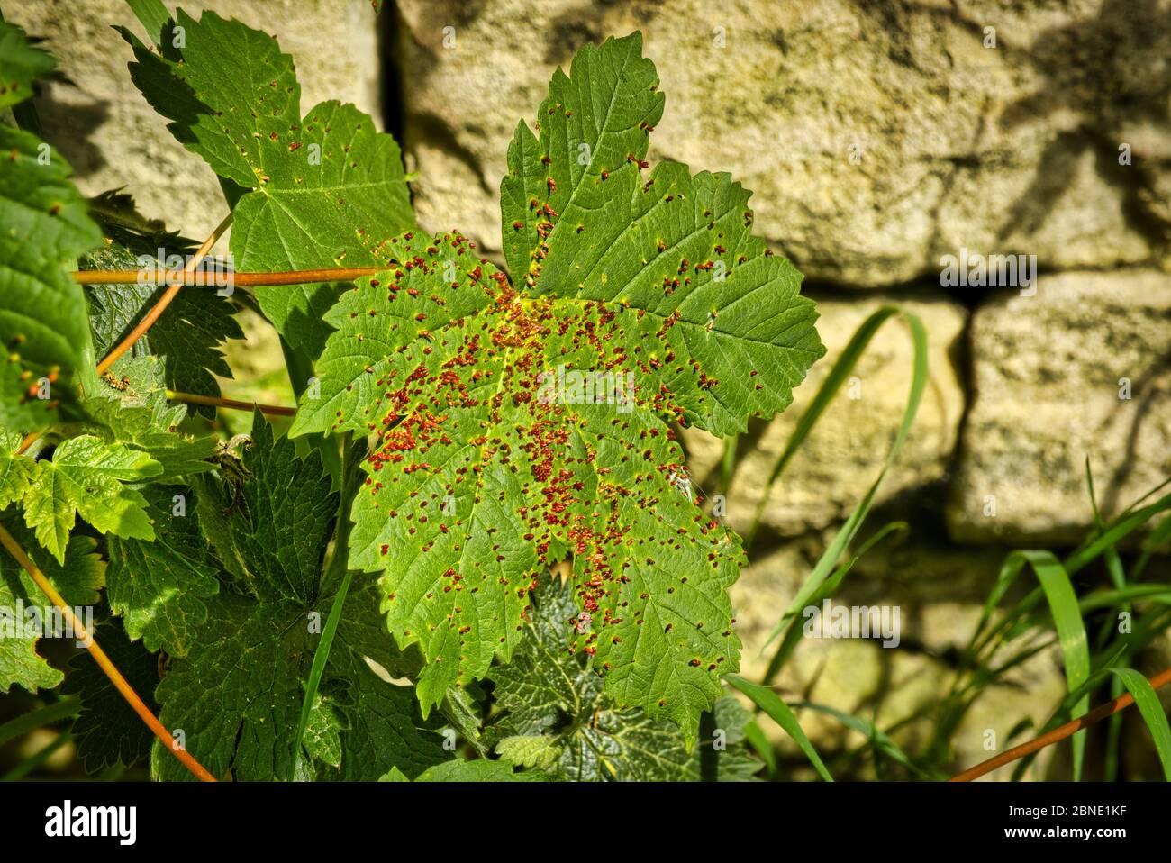 Red pimples on a Sycamore leaf Acer pseudoplantus caused by pimple gall mite damage Stock Photo