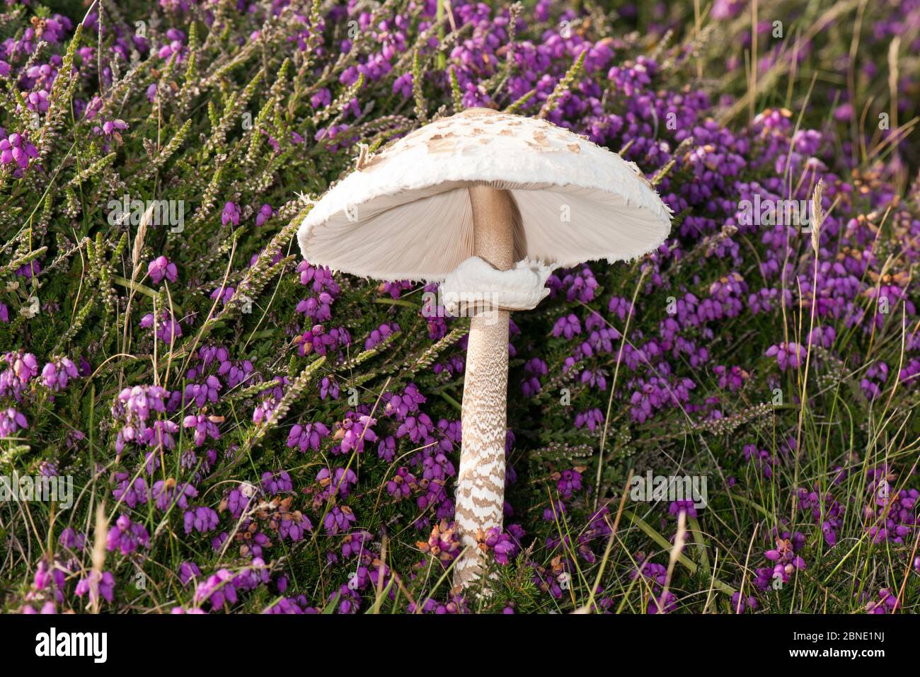 Parosol mushroom (Macrolepiota procera) amongst Bell heather(Erica cinerea), Pembrokeshire coast, Wales, UK, July. Stock Photo
