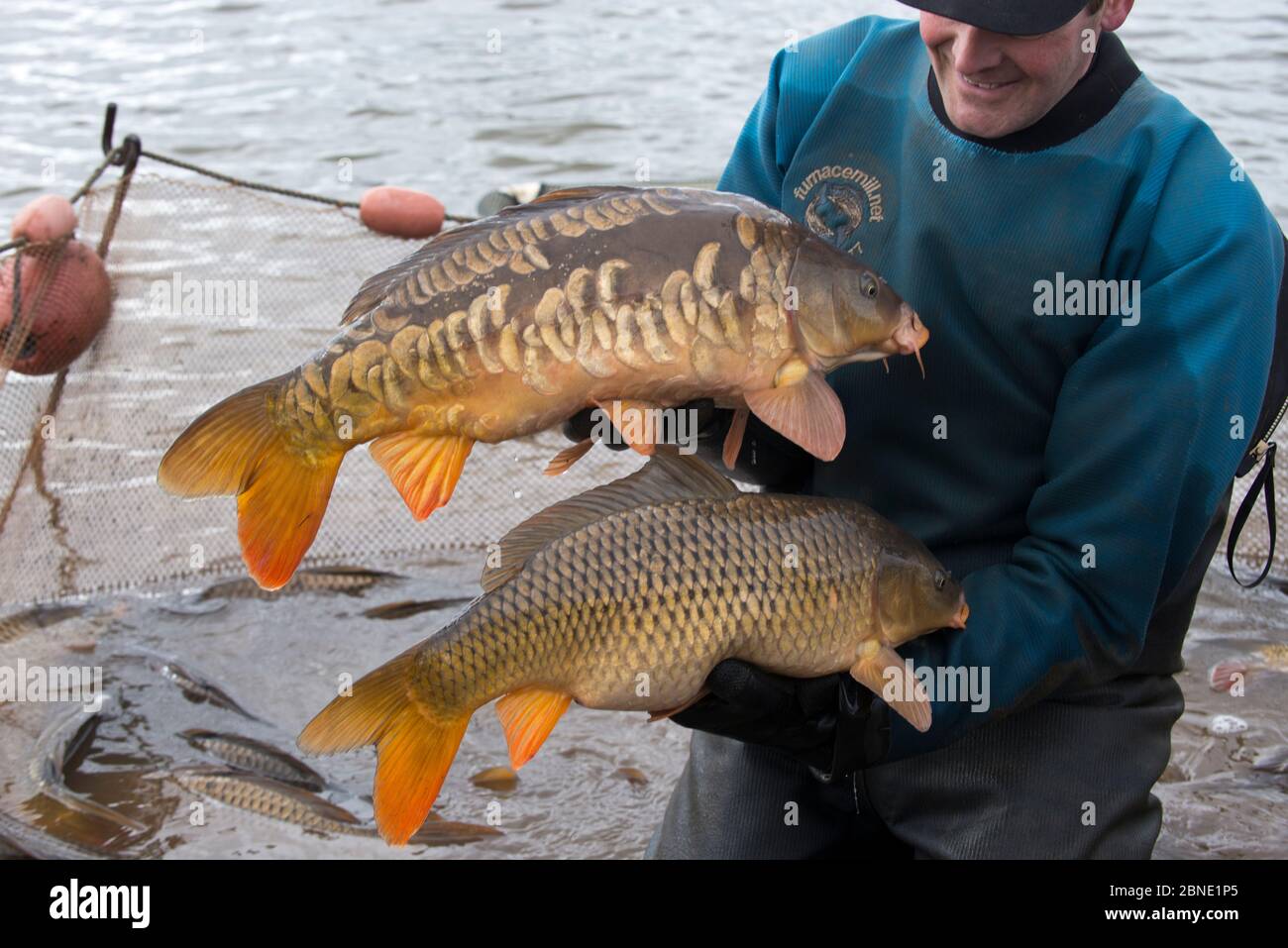 Common carp (Cyprinus carpio) wild type and Mirror carp mutation held side  by side for comparison during fish survey of pools, Herefordshire, England  Stock Photo - Alamy