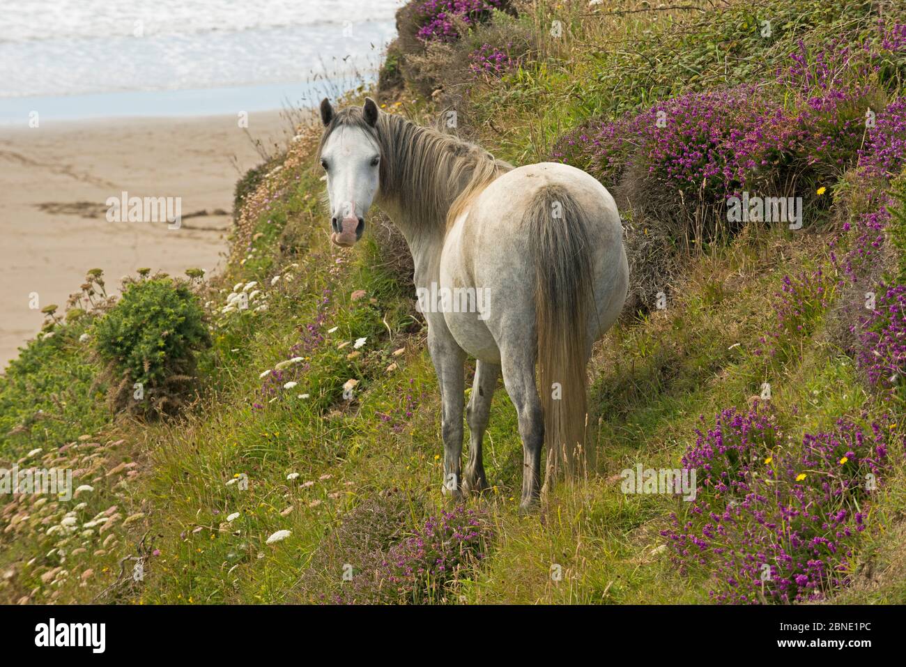 Welsh mountain pony (Equus caballus) with a view of the beach and Bell heather (Erica cinerea), St. David's Head, Pembrokeshire Coast National Park, P Stock Photo