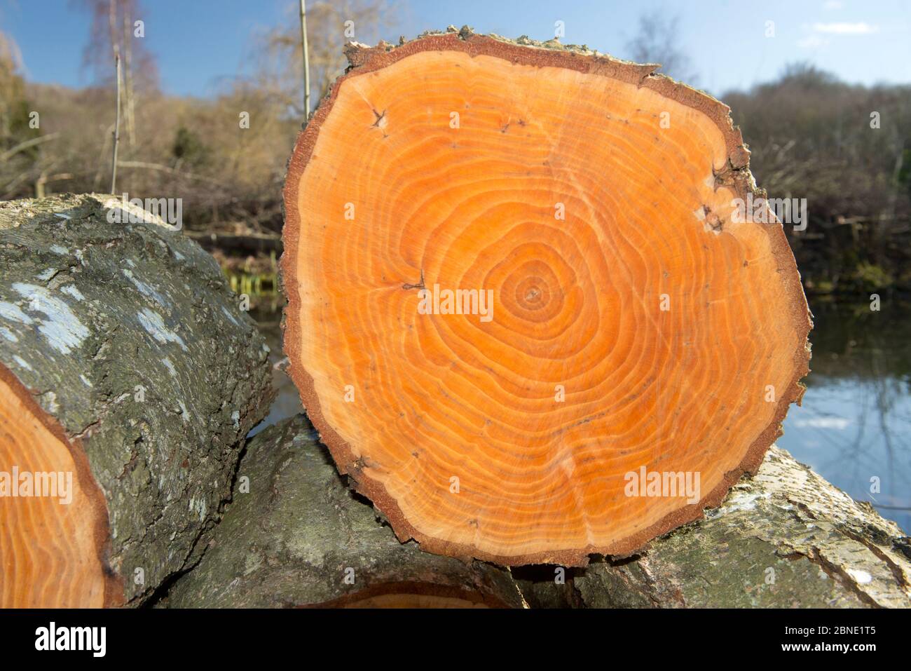 Alder  tree (Alnus glutinosa) cut  log showing growth rings, felled at 22 years of age, Herefordshire, England, UK, March. Stock Photo