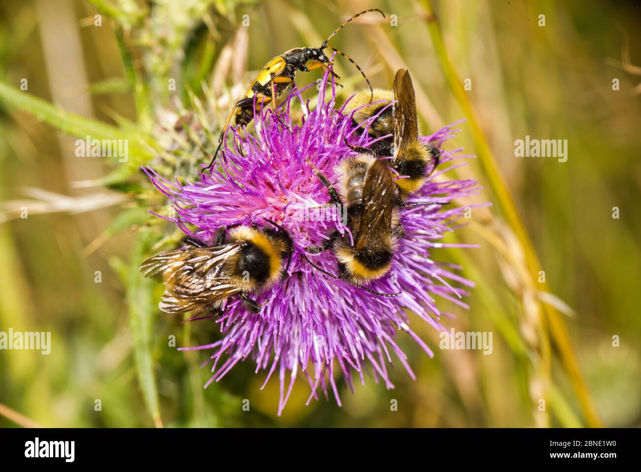 Three Field cuckoo bumblebees (Bombus campestris) and one Spotted longhorn beetle (Rutpela maculata) on Spear thistle (Cirsium vulgare), Ankerdine Com Stock Photo