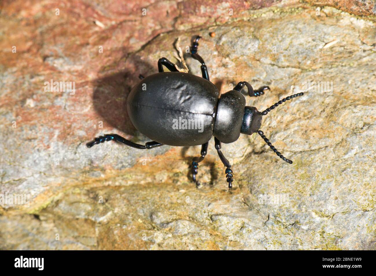Bloody-nosed beetle (Timarcha tenebricosa), on rock, Pembrokeshire, Wales, UK, July. Stock Photo