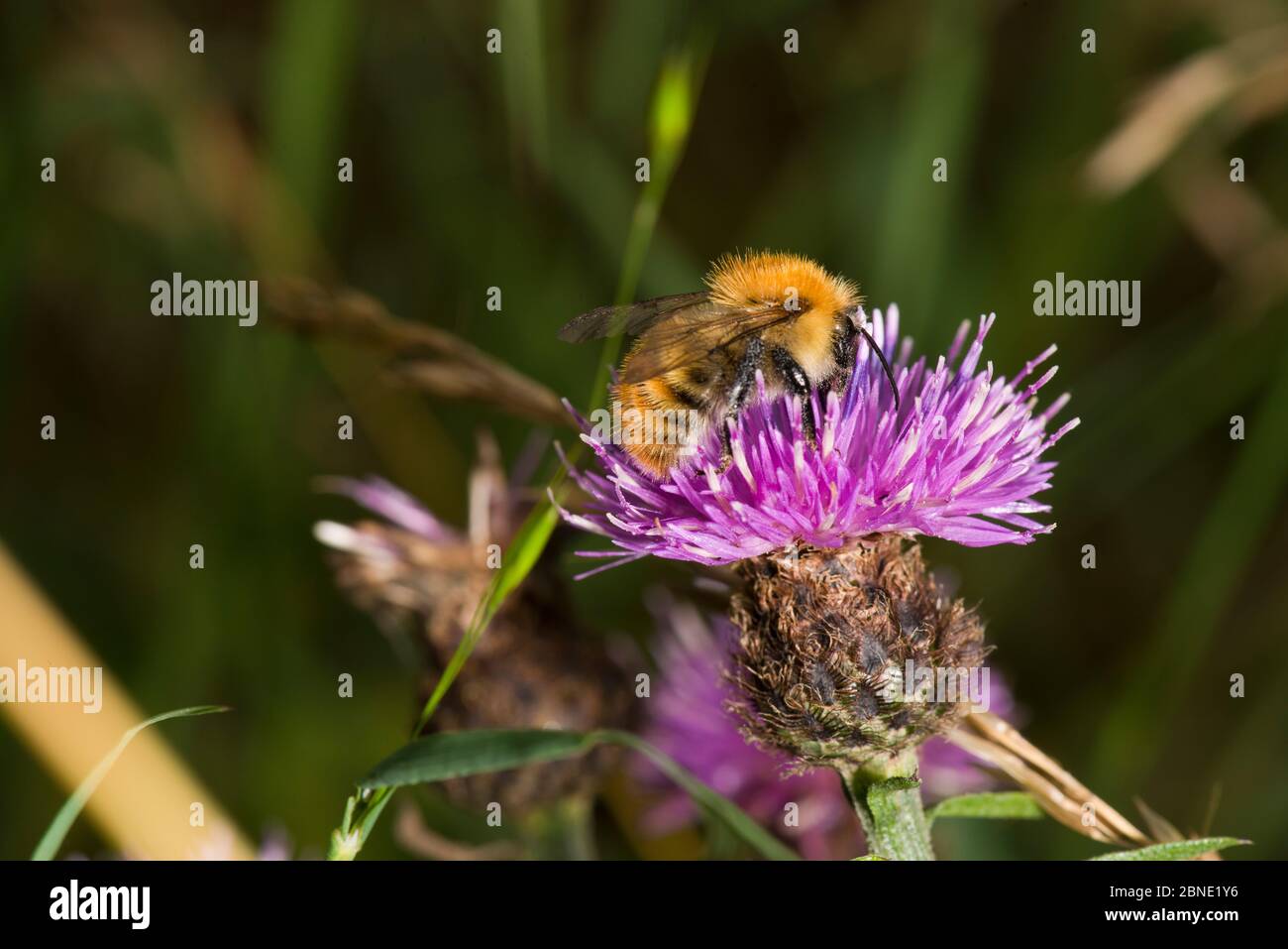 Common carder bee (Bombus pascuorum) male on Knapweed (Centaurea nigra), Worcestershire, England, UK, August. Stock Photo
