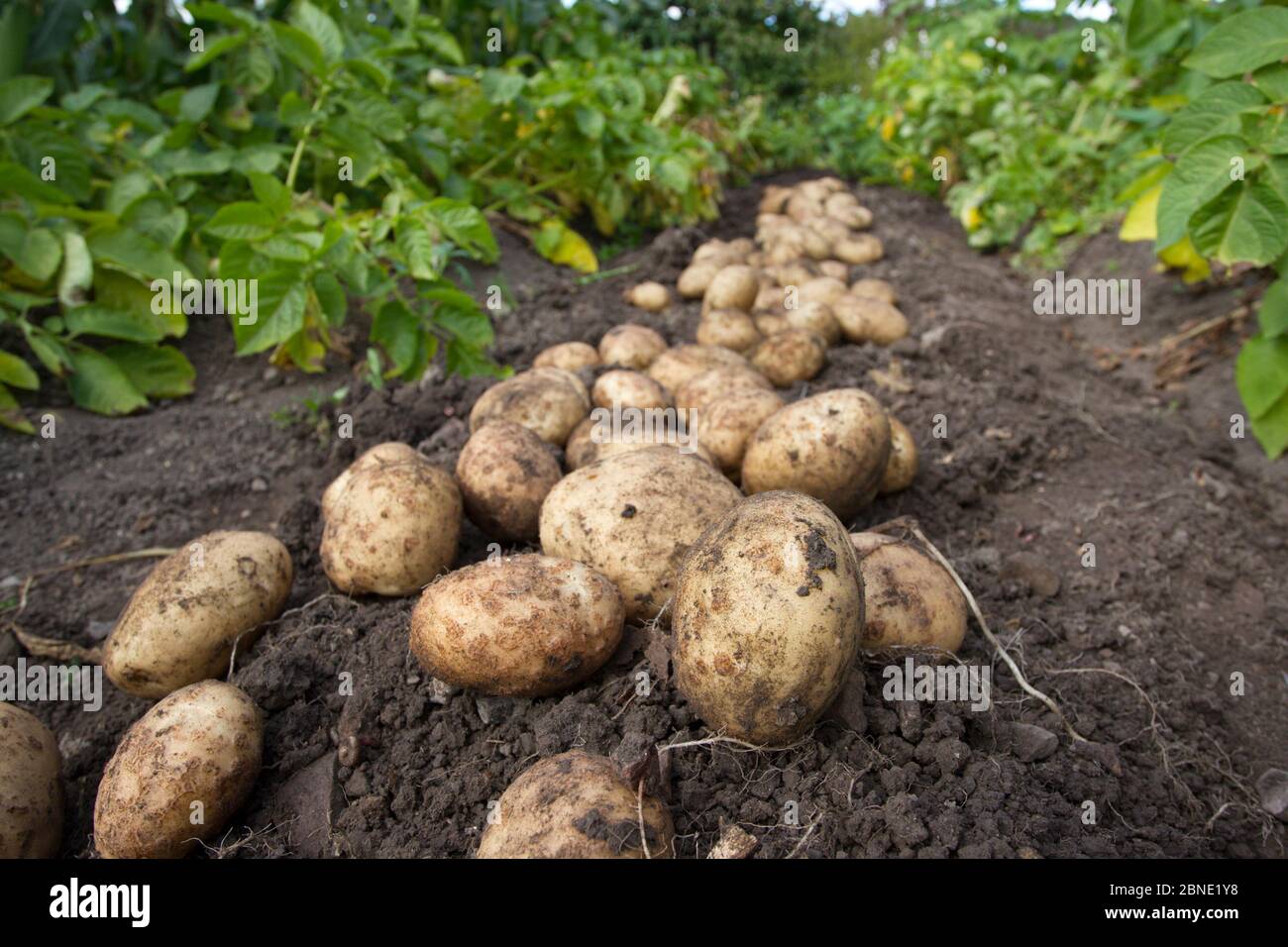 Crop of new freshly dug Rocket potatoes on the ground in a vegetable garden, Coleford, Gloucestershire, England, August. Stock Photo
