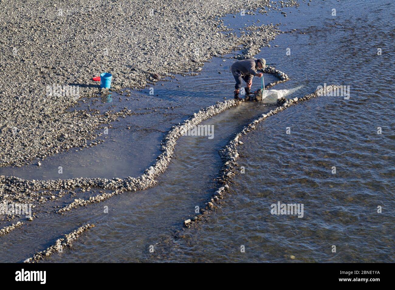 Fisherman using a hand-net to catch New Zealand whitebait, the juvenile form of five species of Galaxiidae fish, considered a delicacy, Tuki Tuki Rive Stock Photo