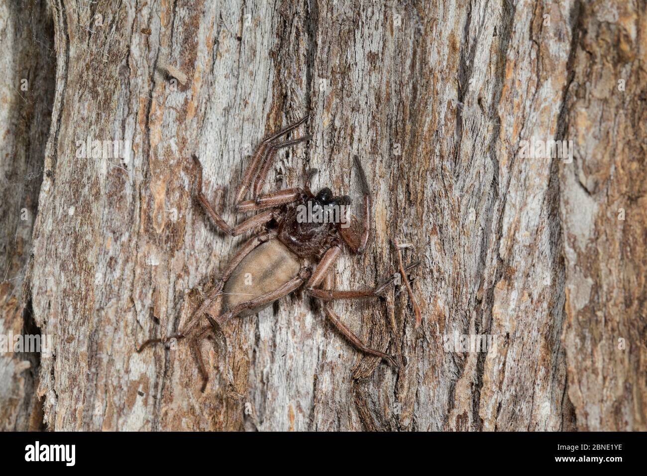 Flattened bark spider (Hemicloea rogenhoferi) camouflaged against tree trunk, Silver Range, Hawkes Bay, New Zealand, September. Stock Photo