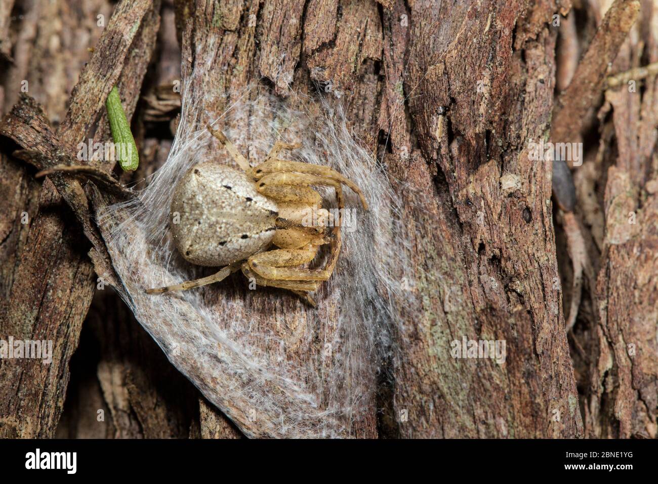 Square-ended crab spider (Sidymella sp) on its web spun, Silver Range, Hawkes Bay, New Zealand, September. Stock Photo