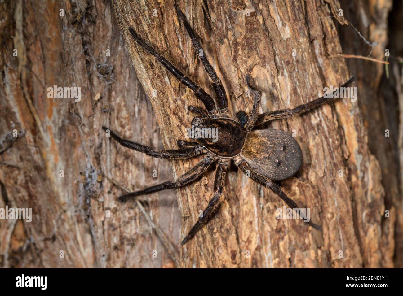 Vagrant spider (Uliodon sp) on a tree trunk, Silver Range, Hawkes Bay, New Zealand, September. Stock Photo