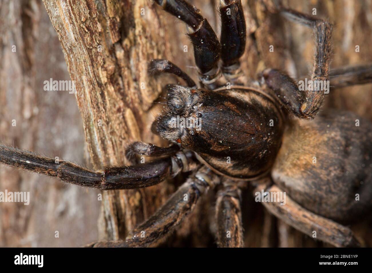 Vagrant spider (Uliodon sp) close up, Silver Range, Hawkes Bay, New Zealand, September. Stock Photo
