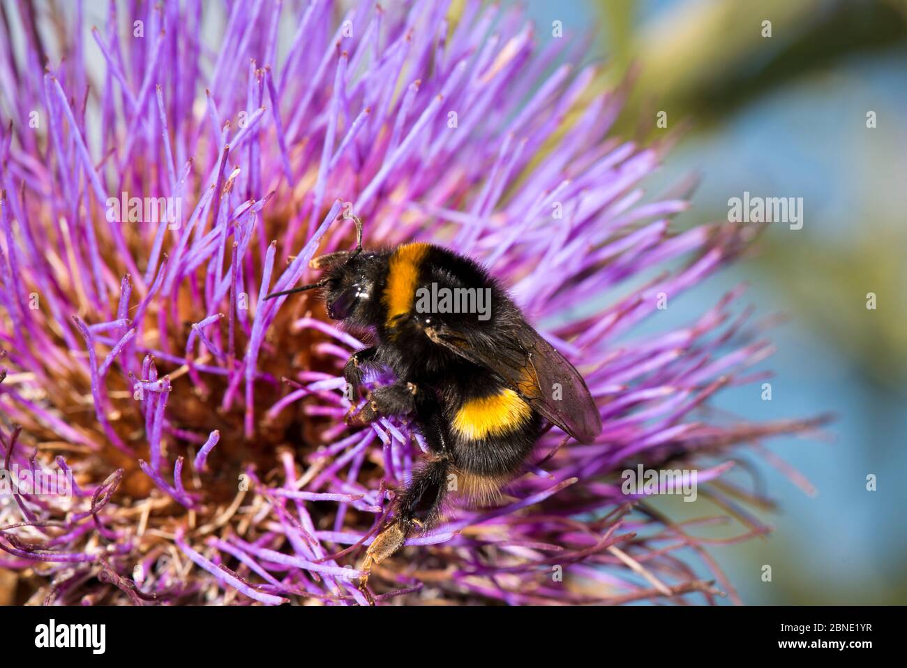 Queen Buff-tailed bumblebee (Bombus terrestris) on Cardoon (Cynara ...