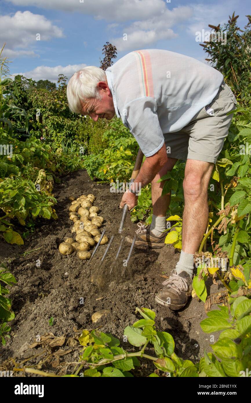 Gardener digging up his crop of new Rocket potatoes from a vegetable garden, Coleford, Gloucestershire, England, August 2011. Stock Photo