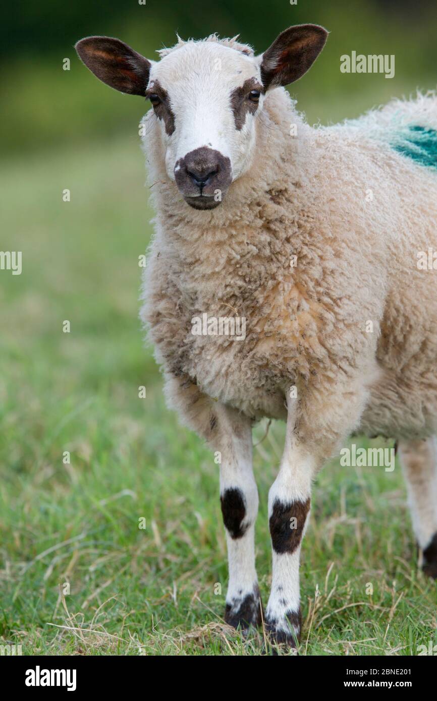 Beulah Speckled Face Ovis Aries Lamb Portrait Redbrook beulah-speckled-face-ovis-aries-lamb-portrait-redbrook