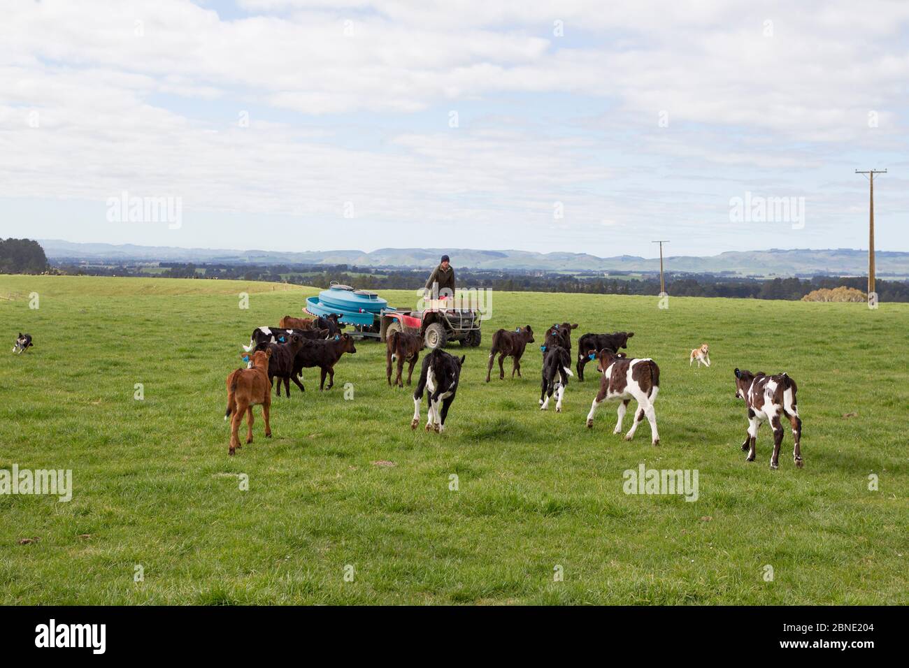 Friesian-Jersey cross calves (Bos taurus) running towards farmer towing a mobile milk feeding machine into the field, Ashley Clinton, Hawkes Bay, New Stock Photo