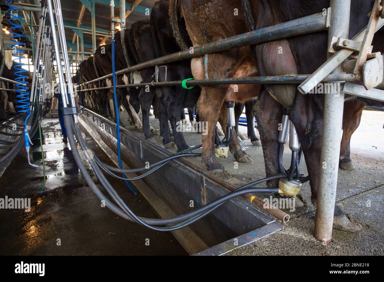 FriesianJersey cross cows (Bos taurus) in milking parlour, Ashley