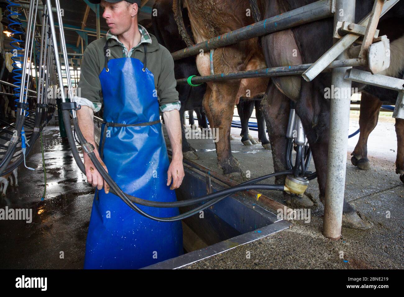 Friesian-Jersey cross cows (Bos taurus) in dairy parlour with man, Ashley Clinton, Hawkes Bay, New Zealand, September 2011, Model released. Stock Photo