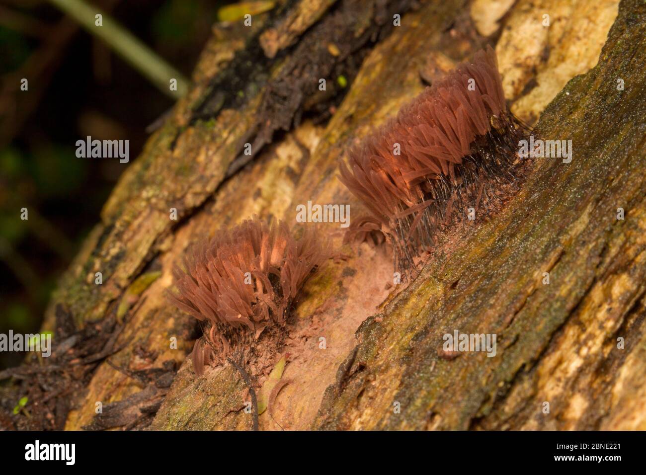 Slime mould (Arcuryia denudata) erupted fruiting bodies or sporangia, bearing thousands of spores, Kahuranaki, Hawkes Bay, New Zealand, September. Stock Photo