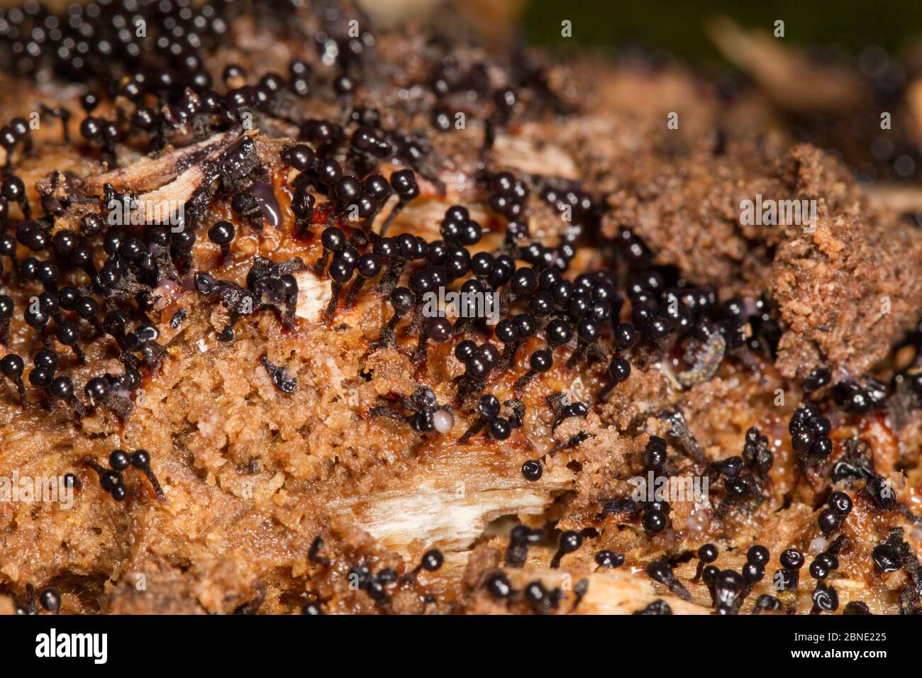 Fruiting bodies / sporangia of a slime mould (Metatrichia floriformis) Kahuranaki, Hawkes Bay, New Zealand, September. Stock Photo