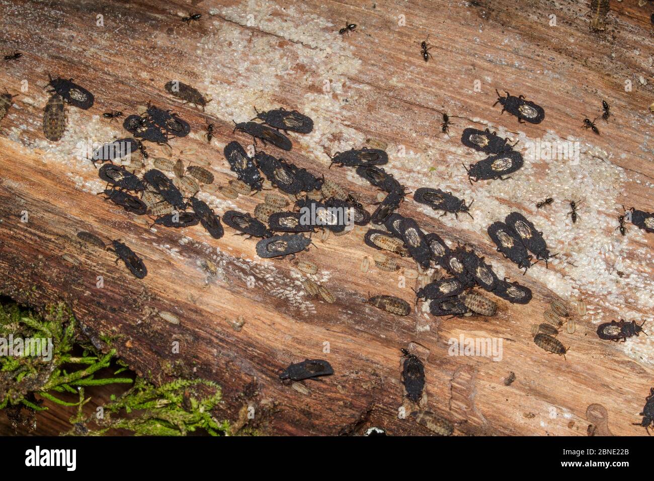 Bark bugs (Ctenoneurus sp) on wood, adults are black with clear wings