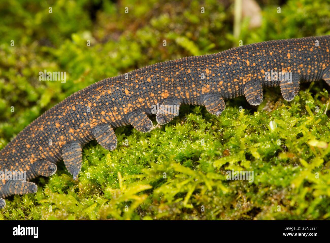 New Zealand peripatus / Velvet worm (Peripatoides novaezealandiae) close-up of legs walking over a moss covered log, Kahuranaki, Hawkes Bay, New Zeala Stock Photo