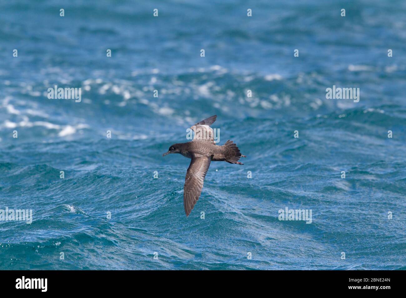 Sooty shearwater (Puffinus griseus) flying low over sea, off Kaikoura, Canterbury, New Zealand, November. Stock Photo