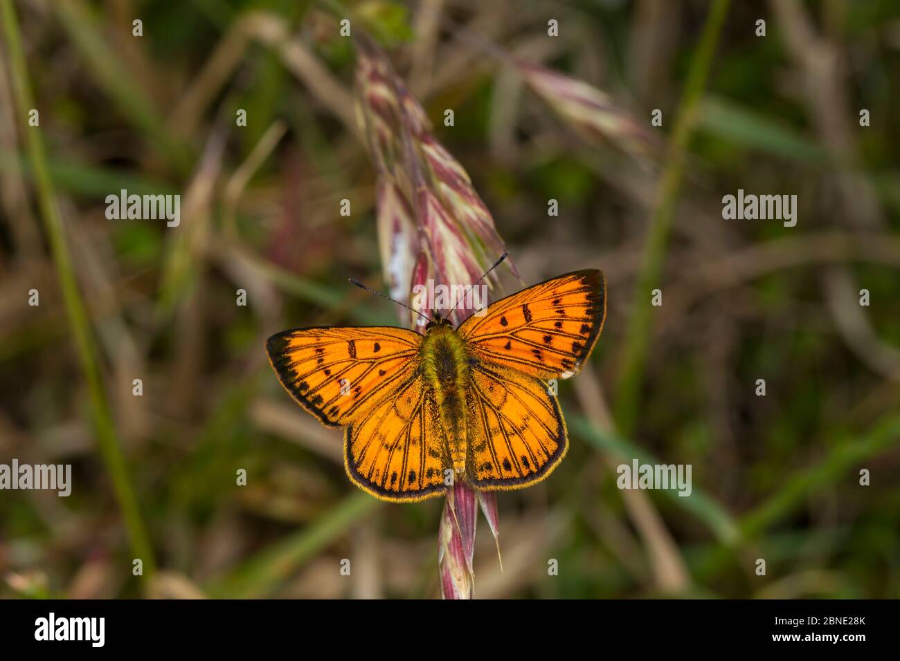 Male Common copper (Lycaena salustius) resting with wings open, Cape Kidnappers, Hawkes Bay, New Zealand, November. Stock Photo