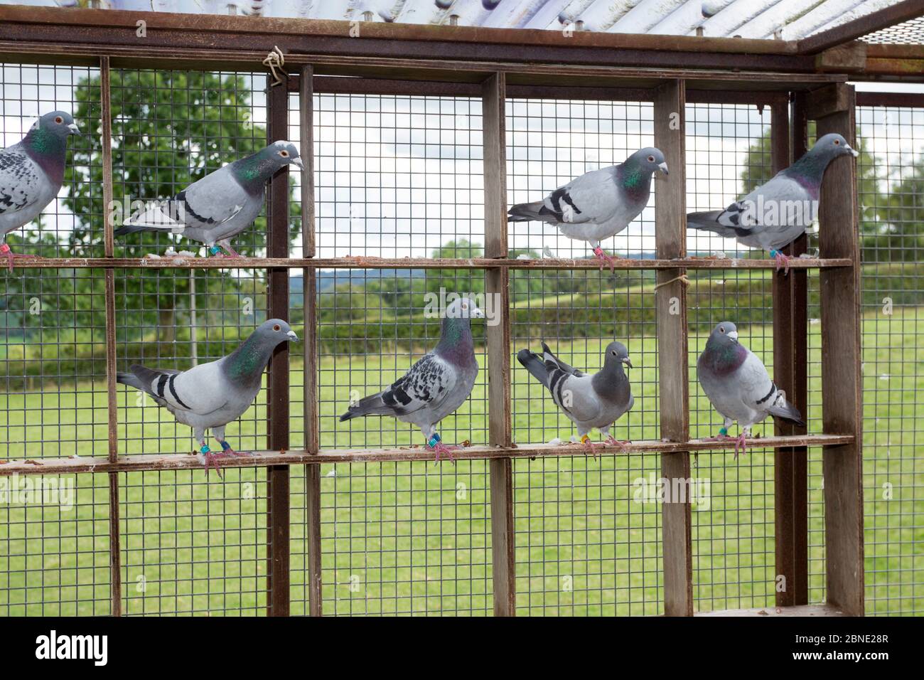 Racing pigeons (Columba livia) with different plumages in pigeon loft