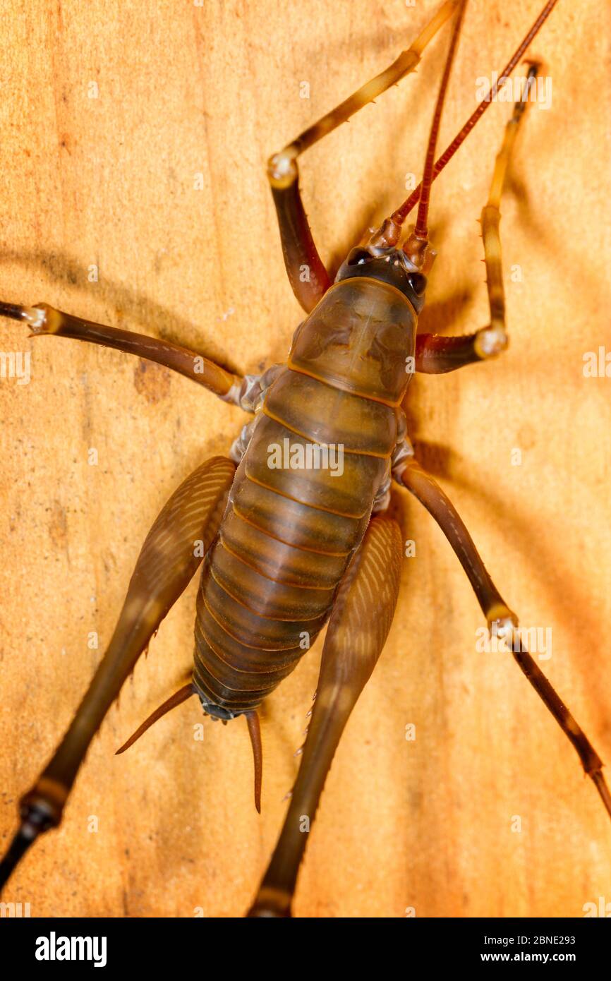Male Cave weta (Pachyrhamma sp) close up, viewed from above, Boundary Stream, Hawkes Bay, New Zealand, November. Stock Photo