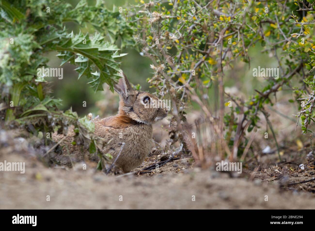 European rabbit (Oryctolagus cuniculus) in vegetation, Cape Kidnappers, Hawkes Bay, New Zealand, November. Introduced species. Stock Photo