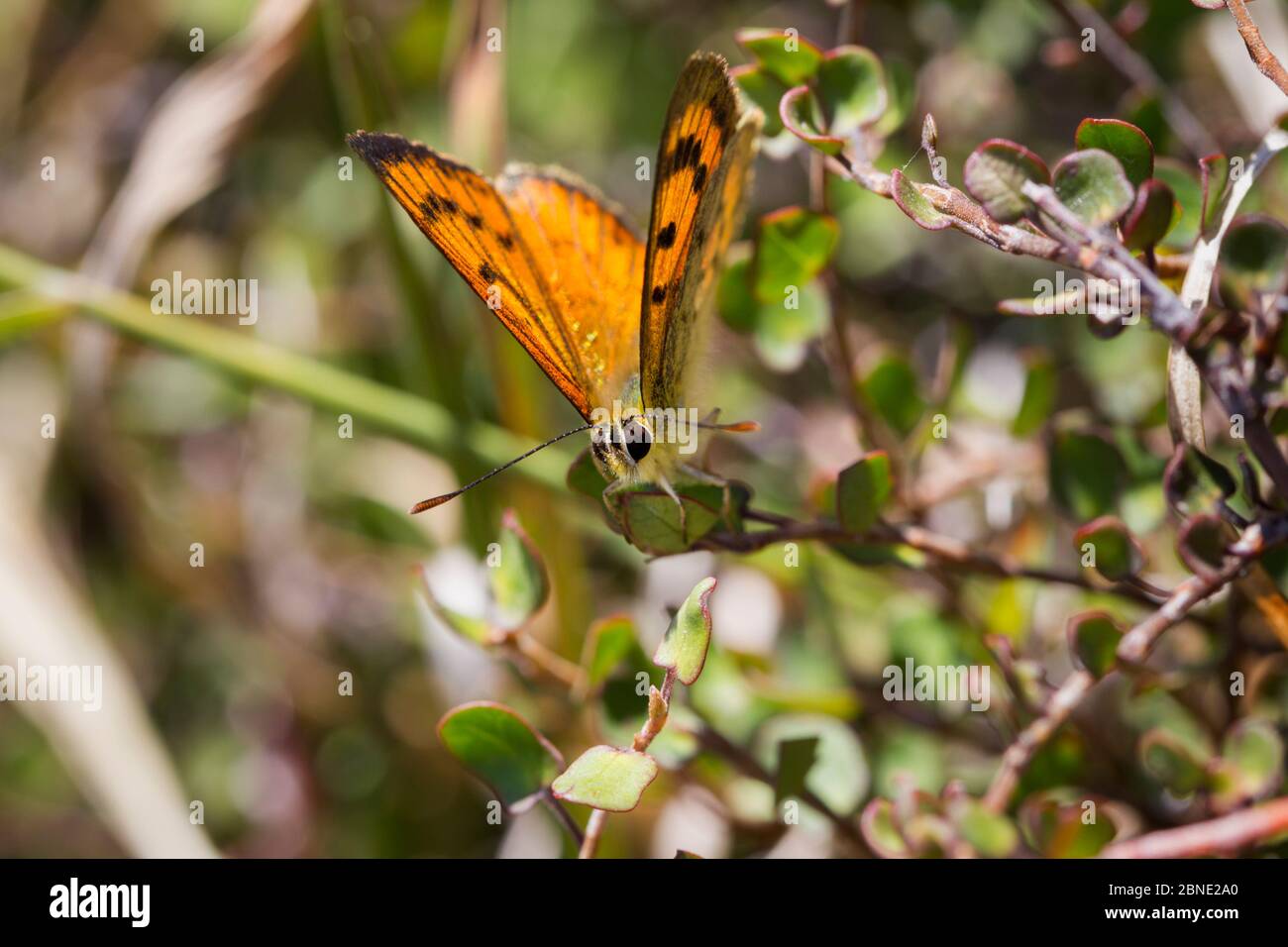 A male common copper (Lycaena salustius) resting with wings partially open, Cape Kidnappers, Hawkes Bay, New Zealand, November. Stock Photo