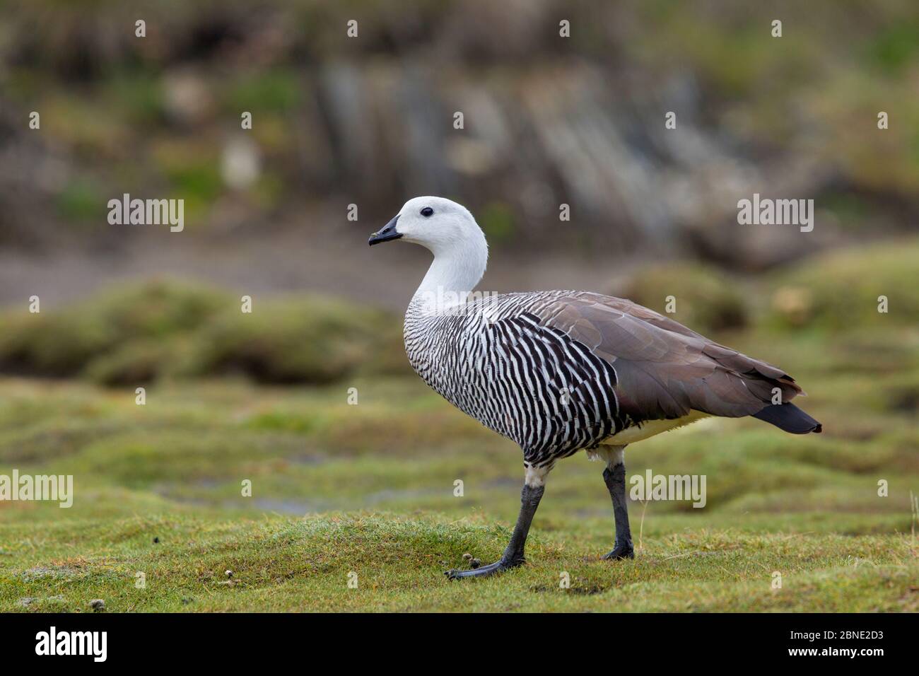Male Upland Goose Chloephaga Picta Profile Tierra Del Fuego National Male Upland Goose Chloephaga Picta Profile Tierra Del Fuego National