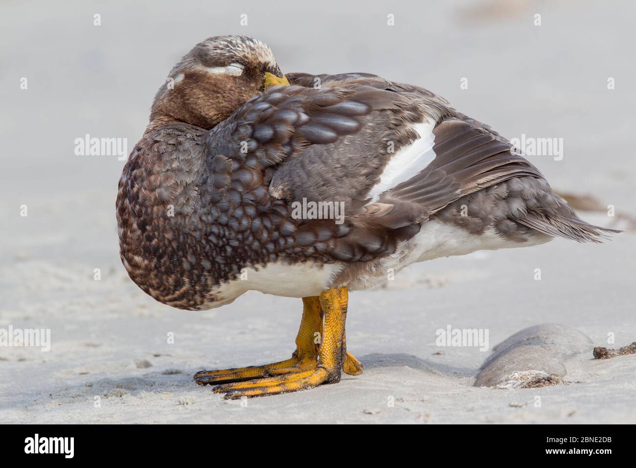 Male Falkland steamer duck (Tachyeres brachypterus) sleeping, standing