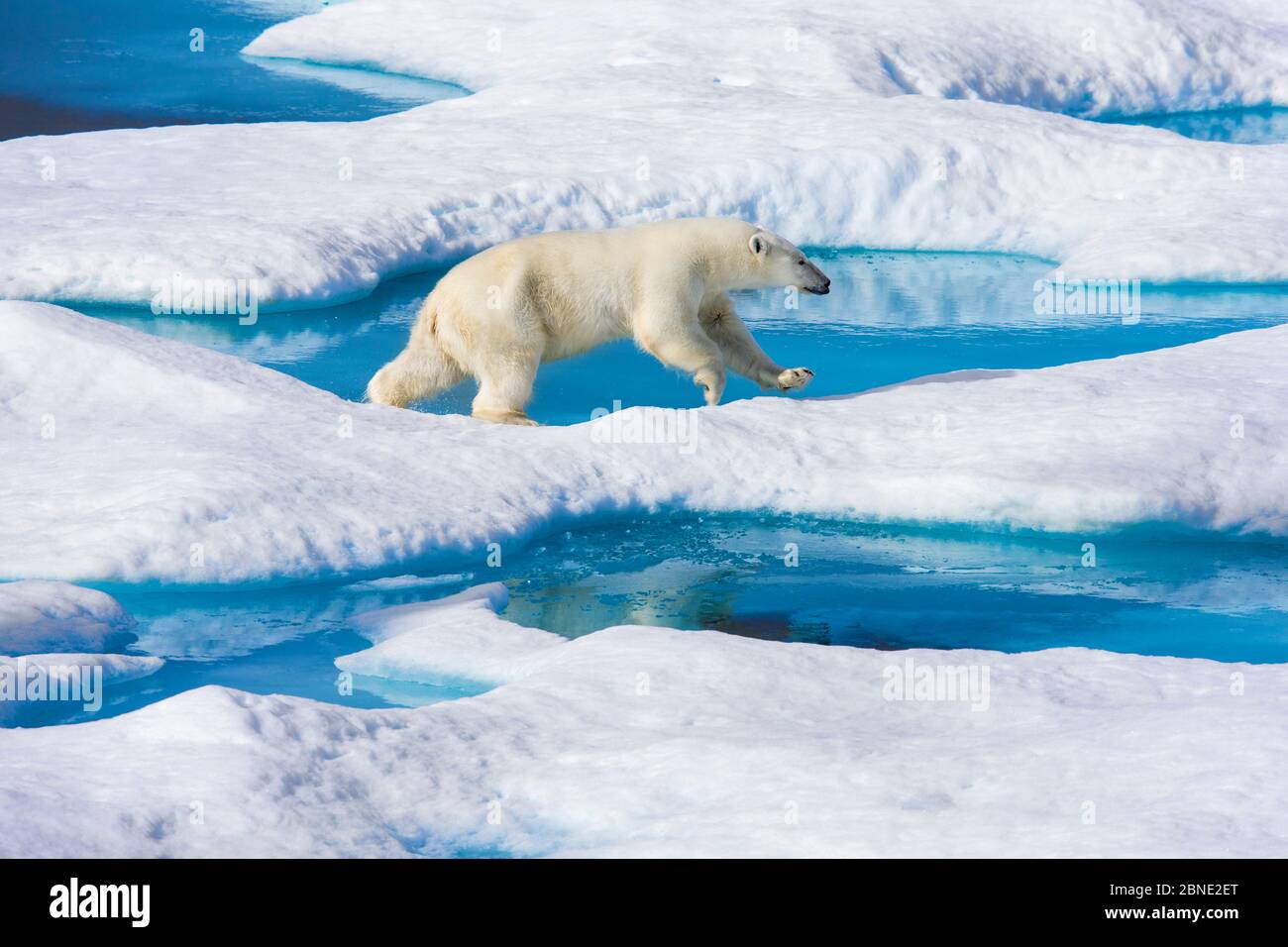 Young Polar bear (Ursus maritimus) running across melting sea ice, Scott Inlet, Baffin Island, Canadian Arctic, August. Vulnerable species. Stock Photo