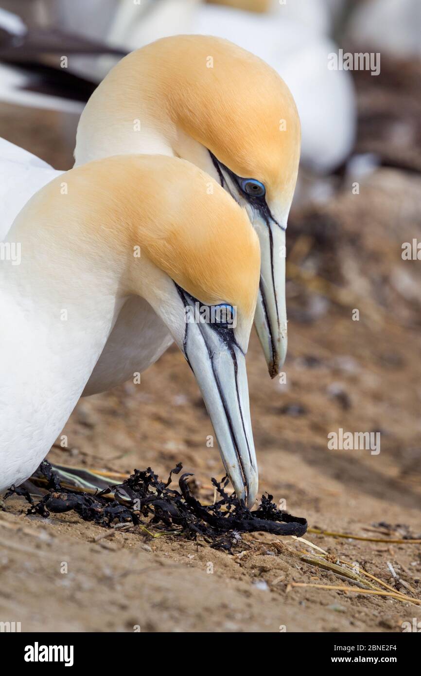 Australasian gannets (Morus serrator) pair displaying courtship behaviour at their nest site, Cape Kidnappers, Hawkes Bay, New Zealand, November. Stock Photo