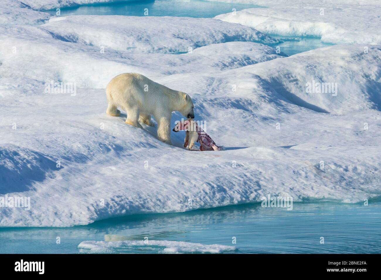 Male Polar bear (Ursus maritimus) feeding on a first year Polar bear cub it has just killed, Scott Inlet, Baffin Island, Canadian Arctic, August. Vuln Stock Photo