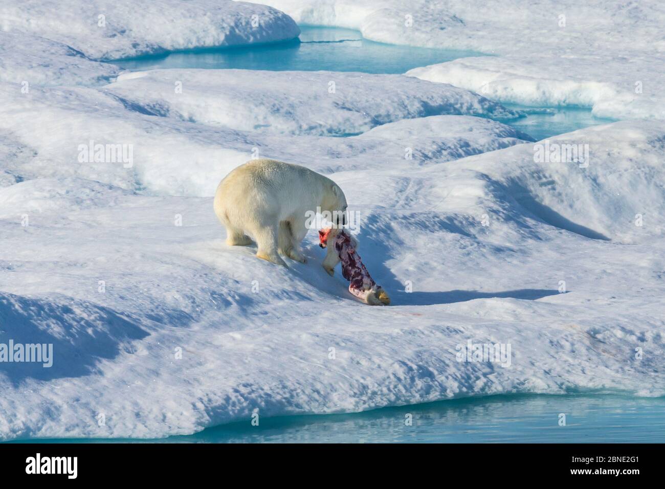 Male Polar bear (Ursus maritimus) dragging carcass of a first year Polar bear cub it has just killed, Scott Inlet, Baffin Island, Canadian Arctic, Aug Stock Photo