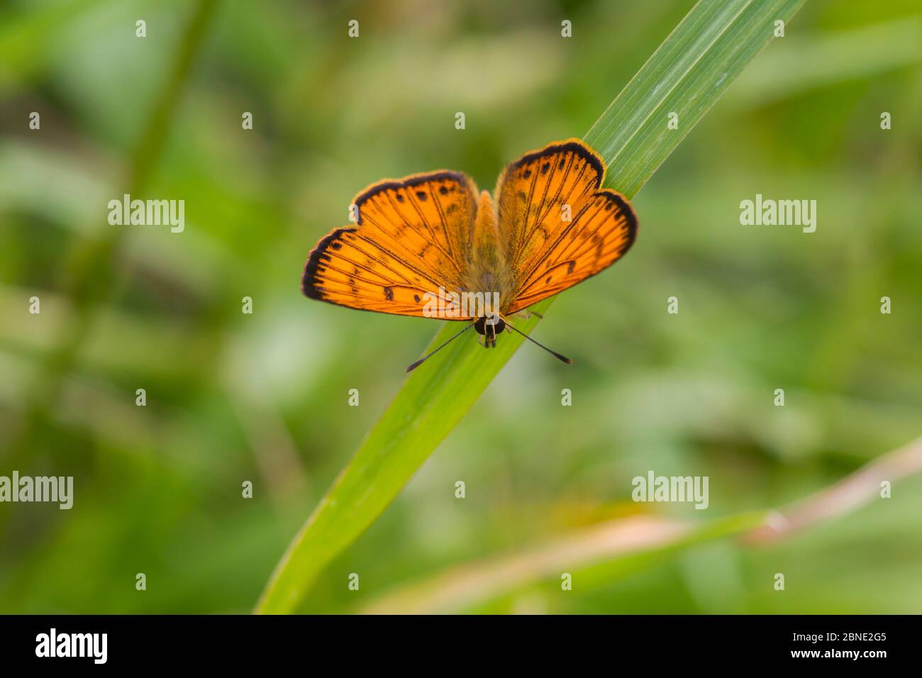 Male Common copper (Lycaena salustius) resting with wings open, showing the upperside patterning, Cape Kidnappers, Hawkes Bay, New Zealand, November. Stock Photo