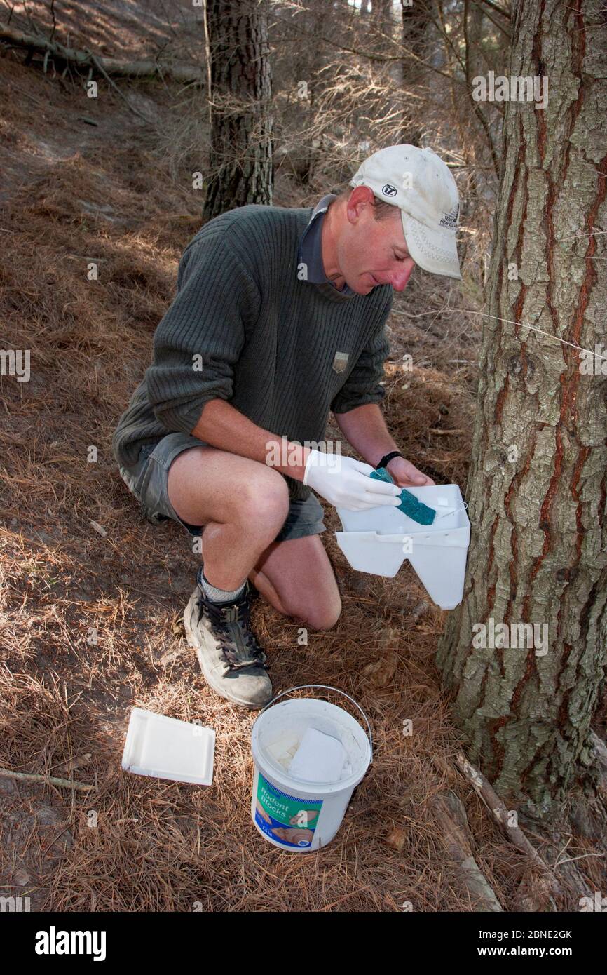 Ranger restocking a poison bait station with bait used to control rodents and Brush-tailed possums (Trichosurus vulpecula) in an intensively managed s Stock Photo