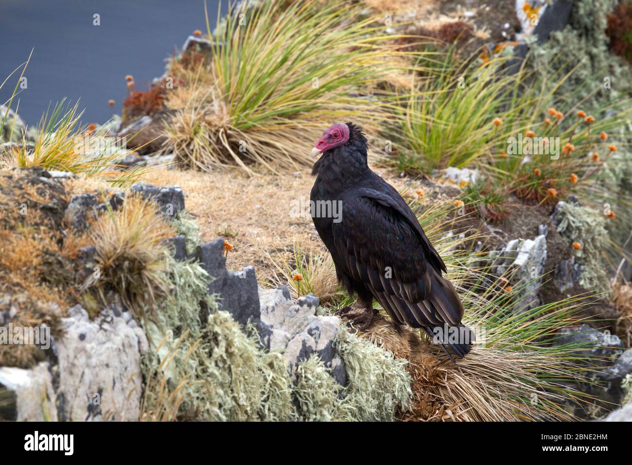 Turkey vulture (Cathartes aura) on cliff amongst tussocks, Gypsy Cove, Falkland Islands, South Atlantic, January. Stock Photo