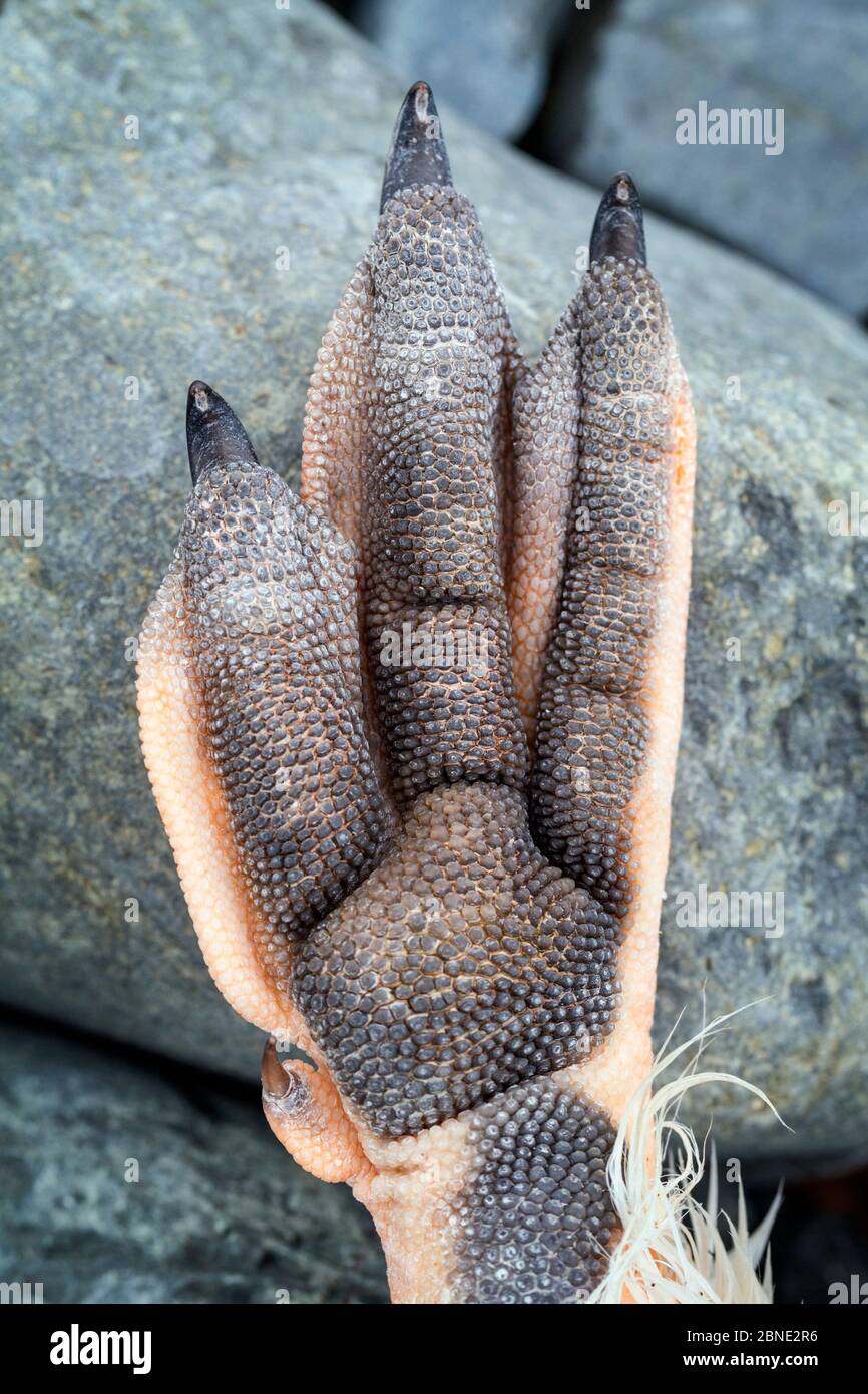 Close up of the underside of a dead Gentoo penguin's (Pygoscelis papua