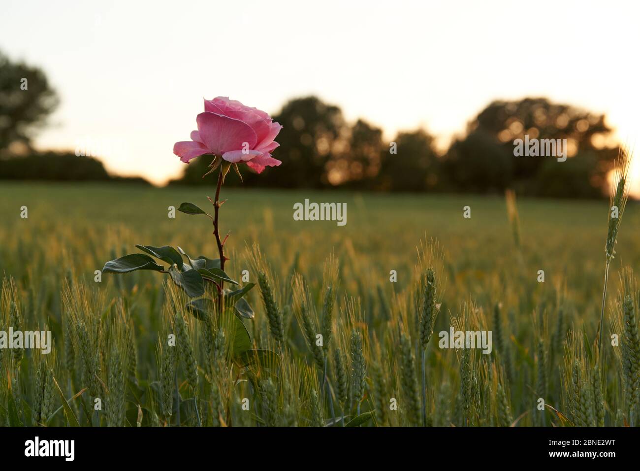 pink rose in wheat field Stock Photo - Alamy