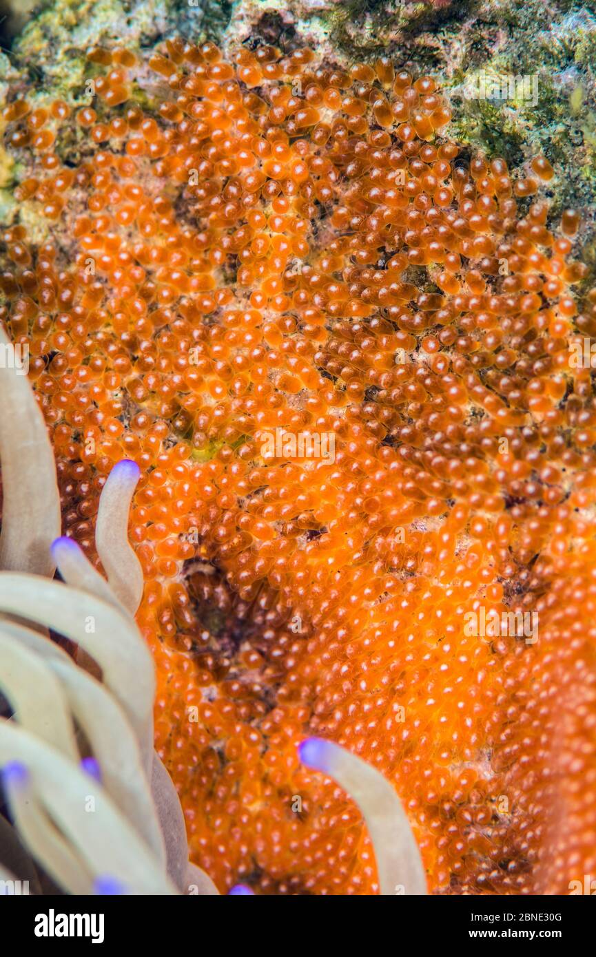 Clark's anemonefish (Amphiprion clarkii) eggs at host anemone. Dauin,  Dumaguete, Negros, Philippines. Bohol Sea, Tropical West Pacific Ocean.  Parent o Stock Photo - Alamy