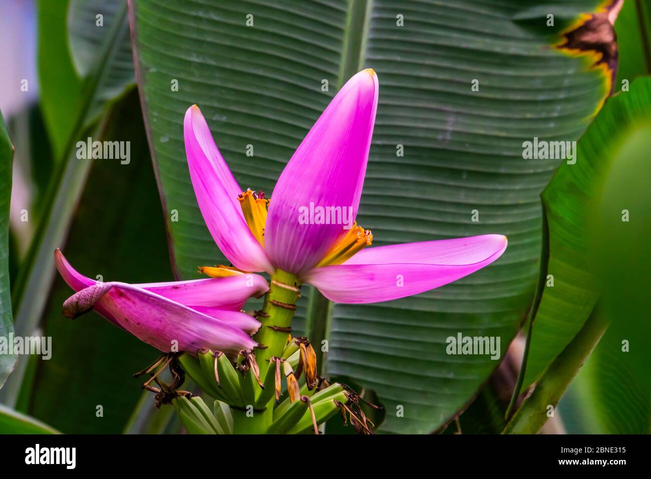 Fruiting banana flower hires stock photography and images Alamy