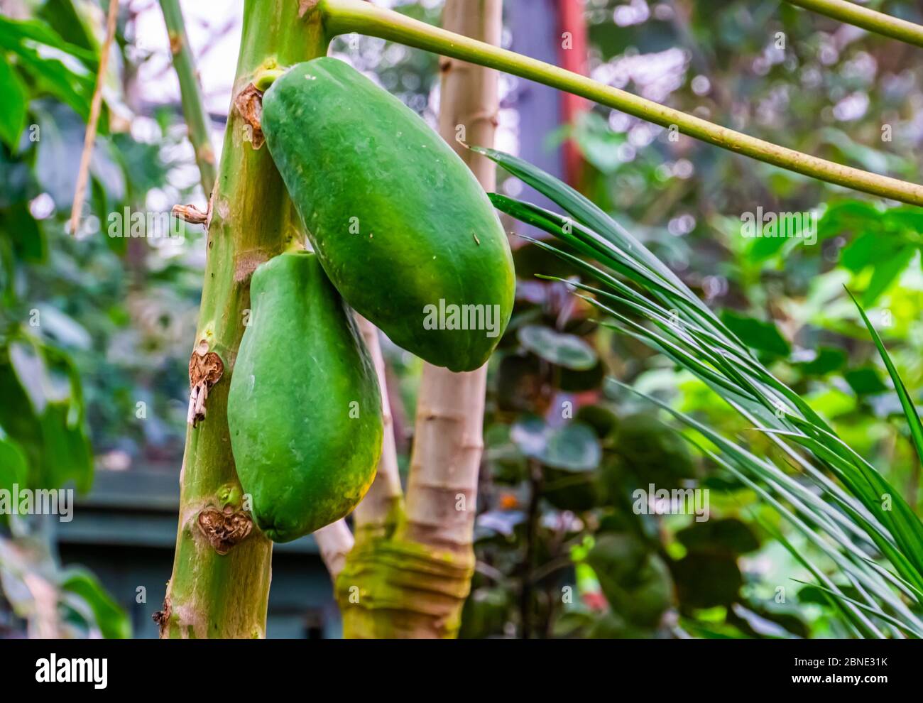 closeup of papayas growing on the plant, tropical fruiting plant specie from America Stock Photo