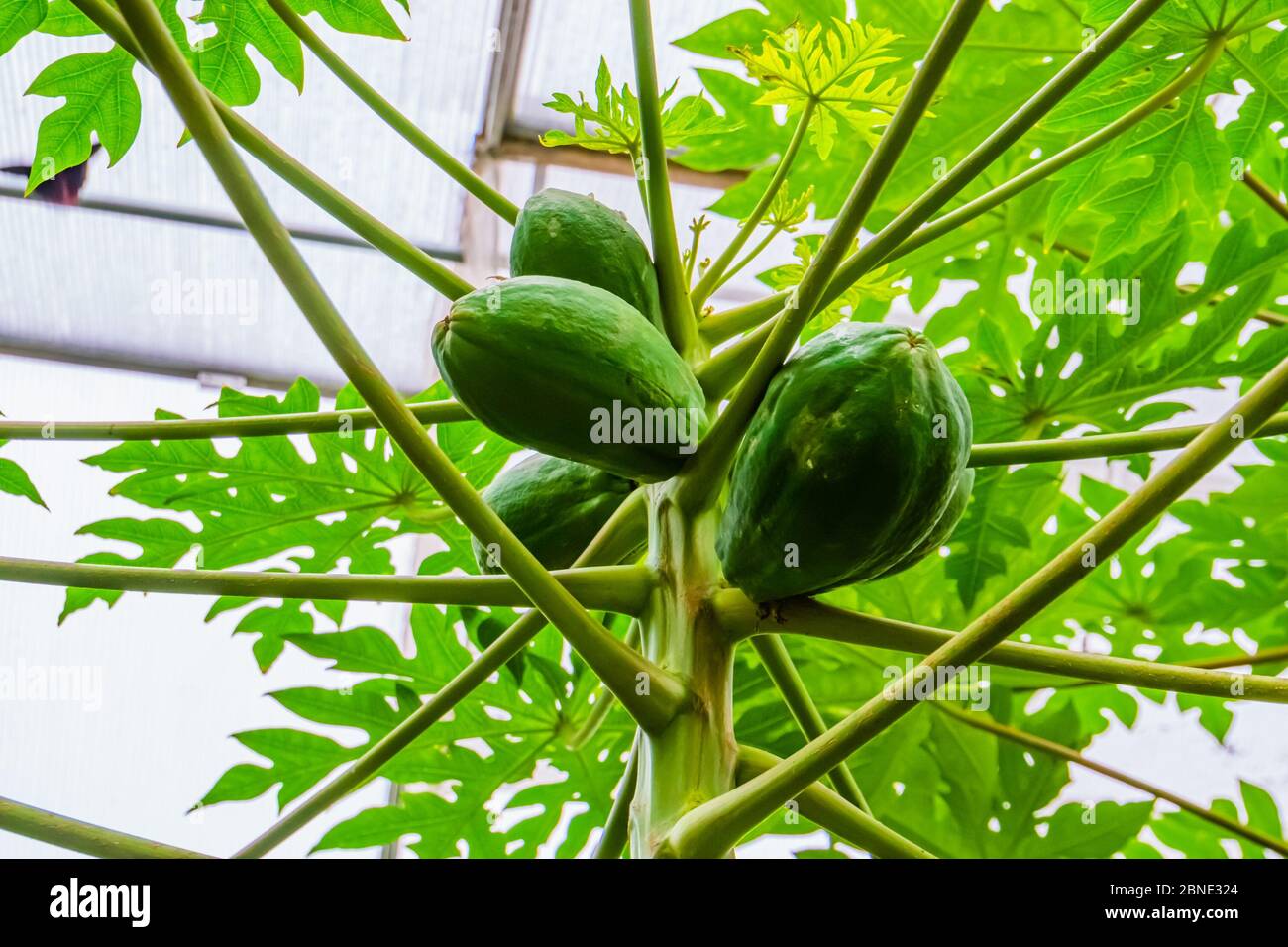closeup of papayas growing on a papaya plant, tropical fruiting plant specie from America Stock Photo