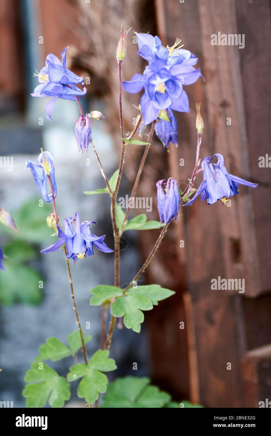 Beautiful dark purple wild Aquilegia vulgaris flowers Stock Photo - Alamy
